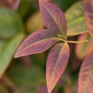 Blush Pink Nandina