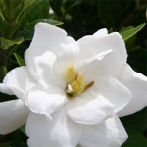 Jubilation Gardenia