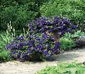 Supertunia Trailing Petunias