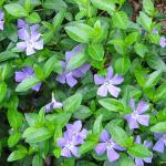 Vinca Minor
