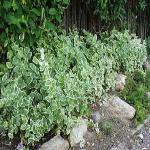 Variegated Vinca Major