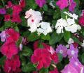 Periwinkle/Vinca