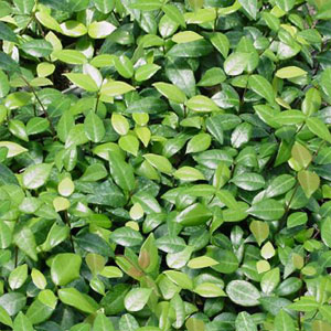 Ground Covers, Texas Ground Cover