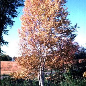 River Birch