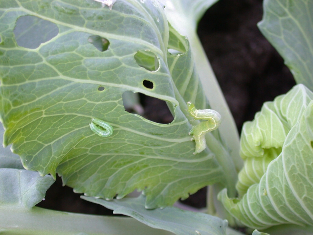 Common Insects and Their Controls