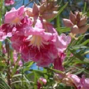 Desert Willow