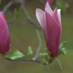 Jane Magnolia