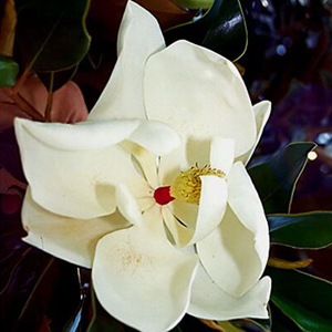 Little Gem Magnolia