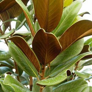Teddy Bear Magnolia