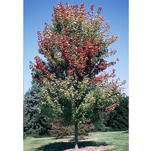 Autumn Blaze Maple