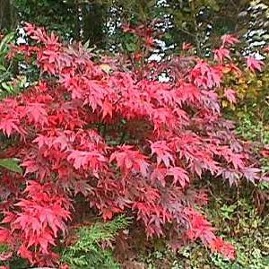 Bloodgood Japanese Maple