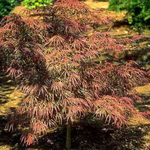 Crimson Queen Japanese Maple