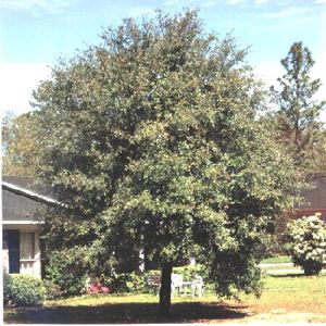 Live Oak