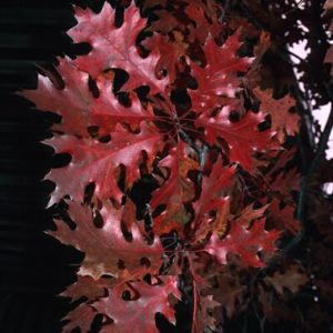 Shumard Red Oak