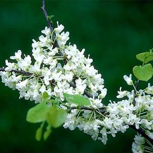Oklahoma Whitebud