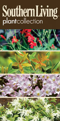 Southern Living Plant Collection