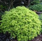 Eureka Gold Yaupon Holly