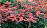 Flirt Nandina