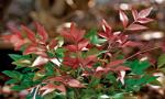 Obsession Nandina