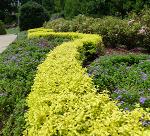 Sunshine Ligustrum