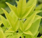 Lemon Lime Nandina