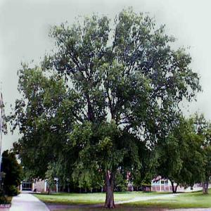 Lacebark Elm