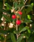 Scarlet's Peak Holly