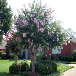 Crape Myrtle Tree
