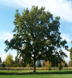 Bur Oak