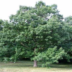 Chinquapin Oak
