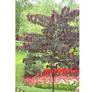Forest Pansy Redbud
