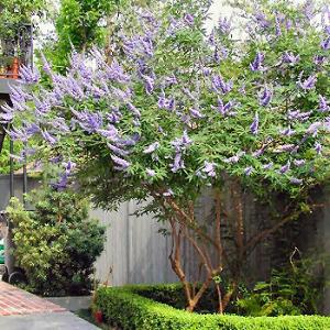 Vitex